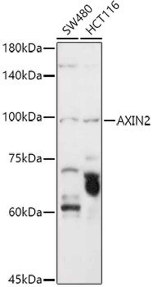 3CE5.1, Antibodies.Com