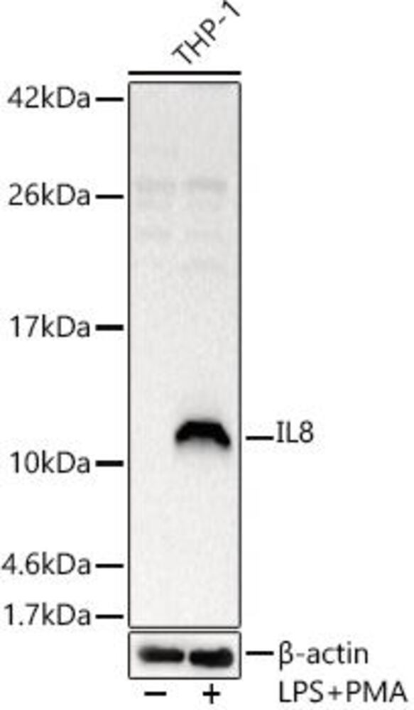 3CE6.1, Antibodies.Com