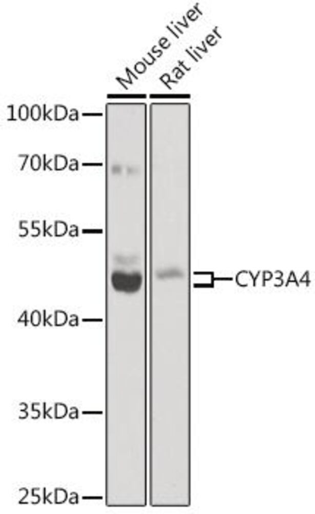 3CE7.1, Antibodies.Com