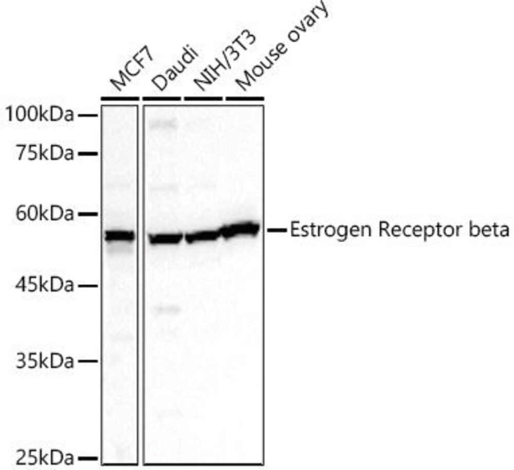 3CE8.1, Antibodies.Com
