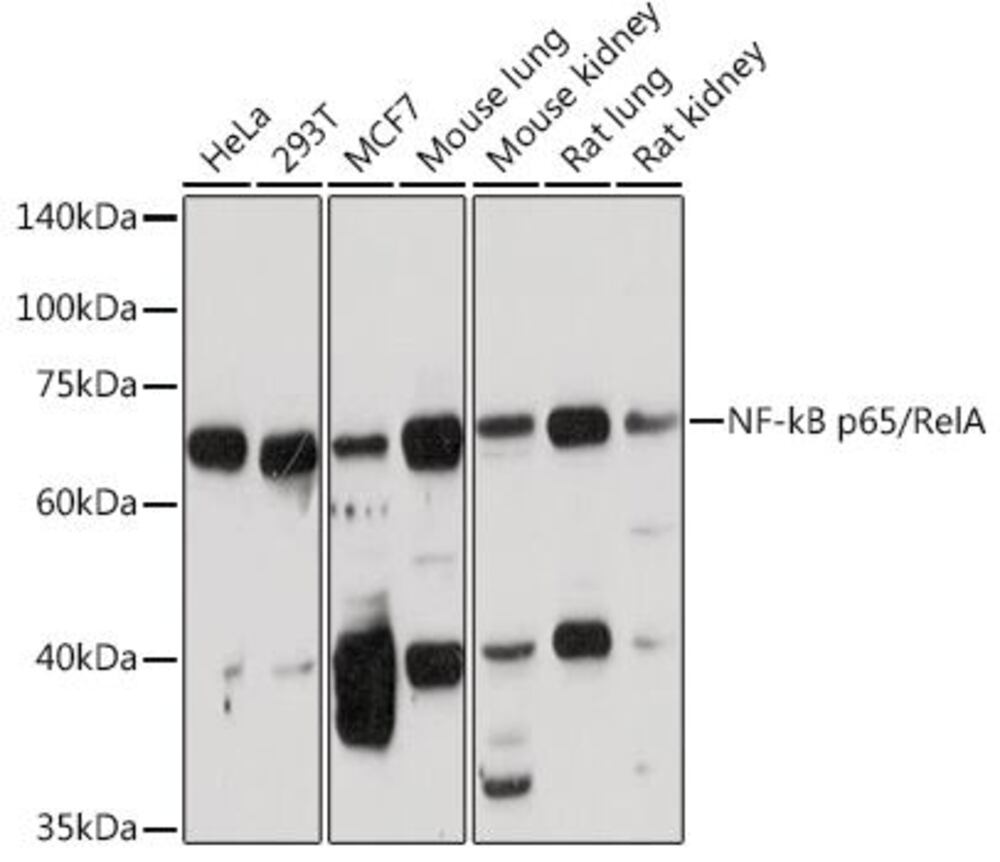 3CE9.1, Antibodies.Com