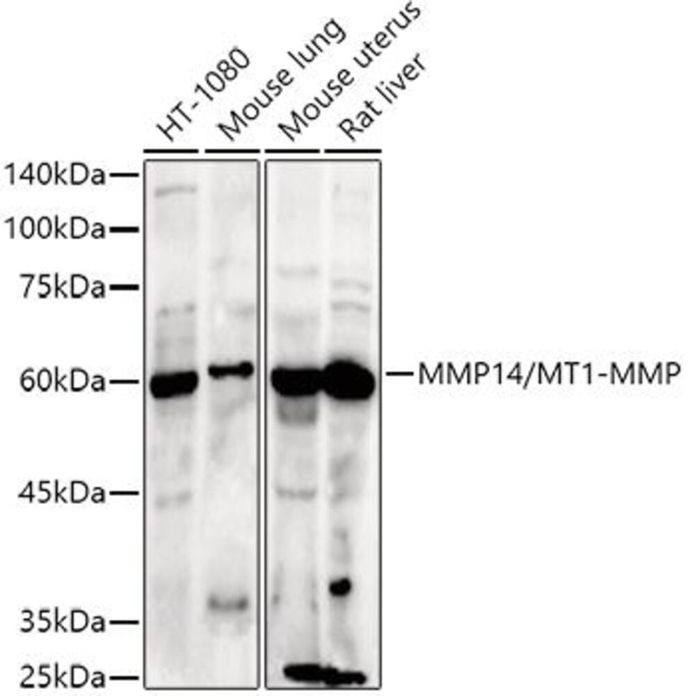 3CEA.1, Antibodies.Com