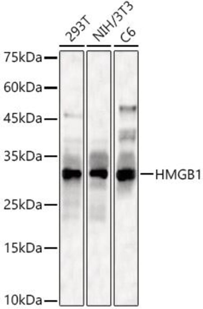 3CEE.1, Antibodies.Com