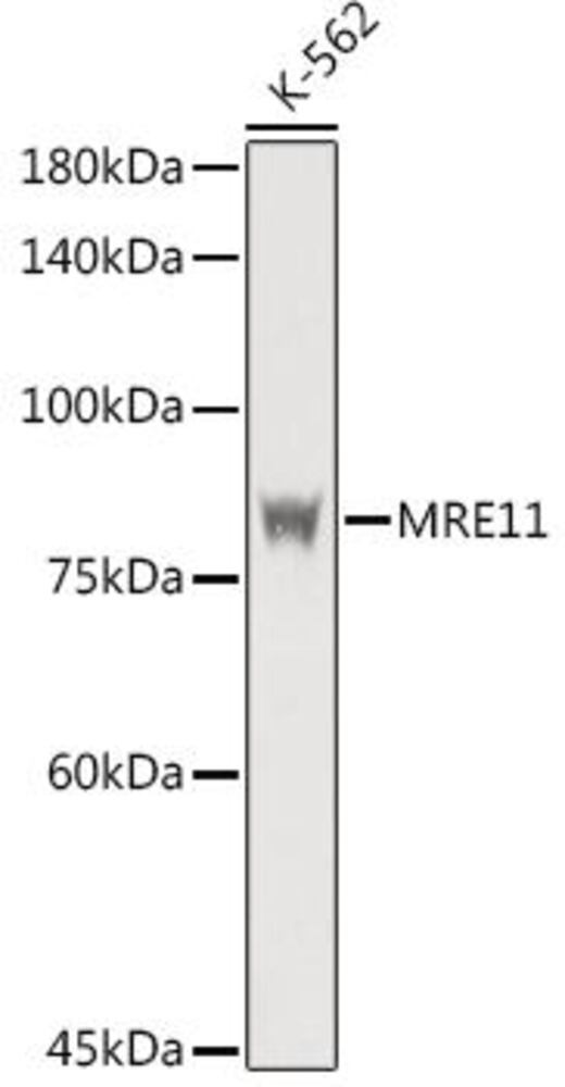 3CEH.1, Antibodies.Com