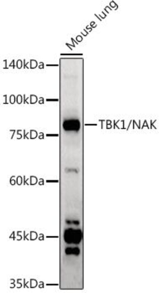 3CEK.1, Antibodies.Com