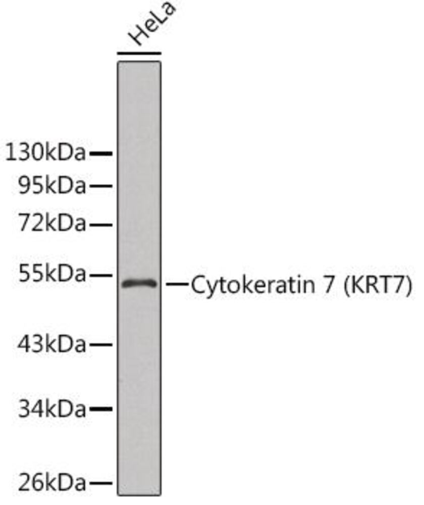 3CEL.1, Antibodies.Com