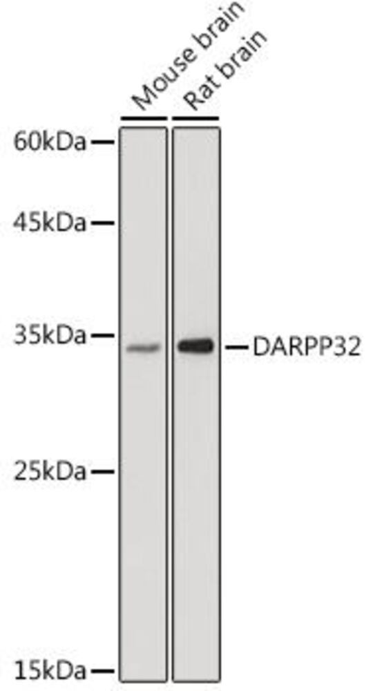3CEN.1, Antibodies.Com