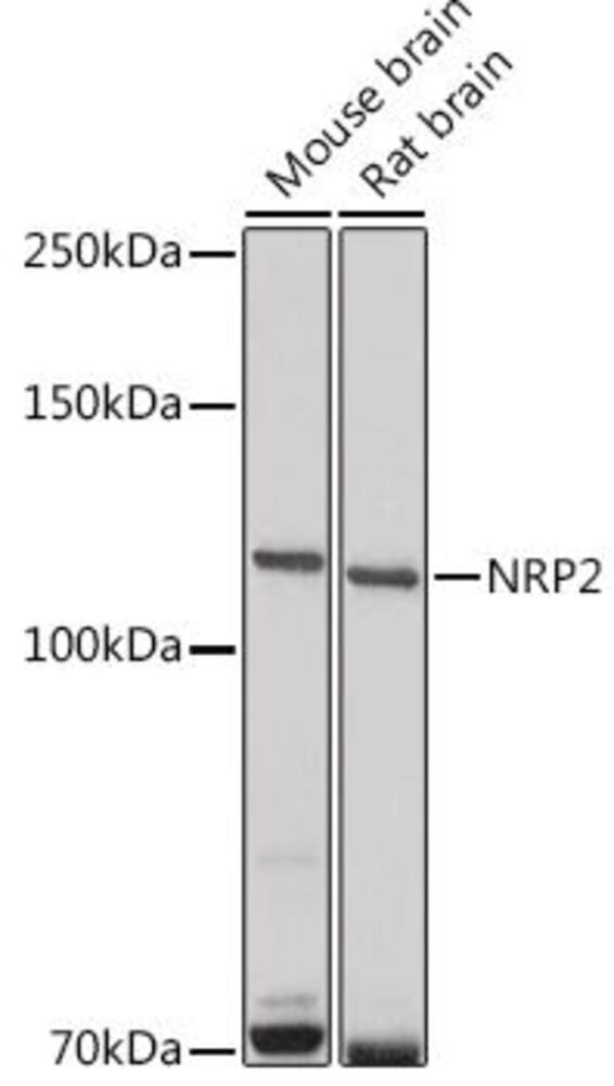 3CEP.1, Antibodies.Com