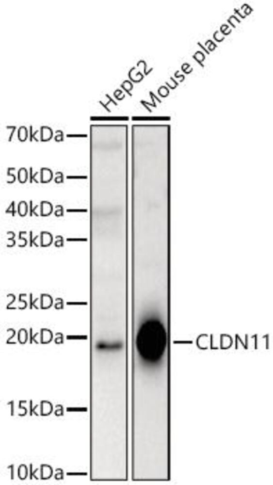 3CET.1, Antibodies.Com