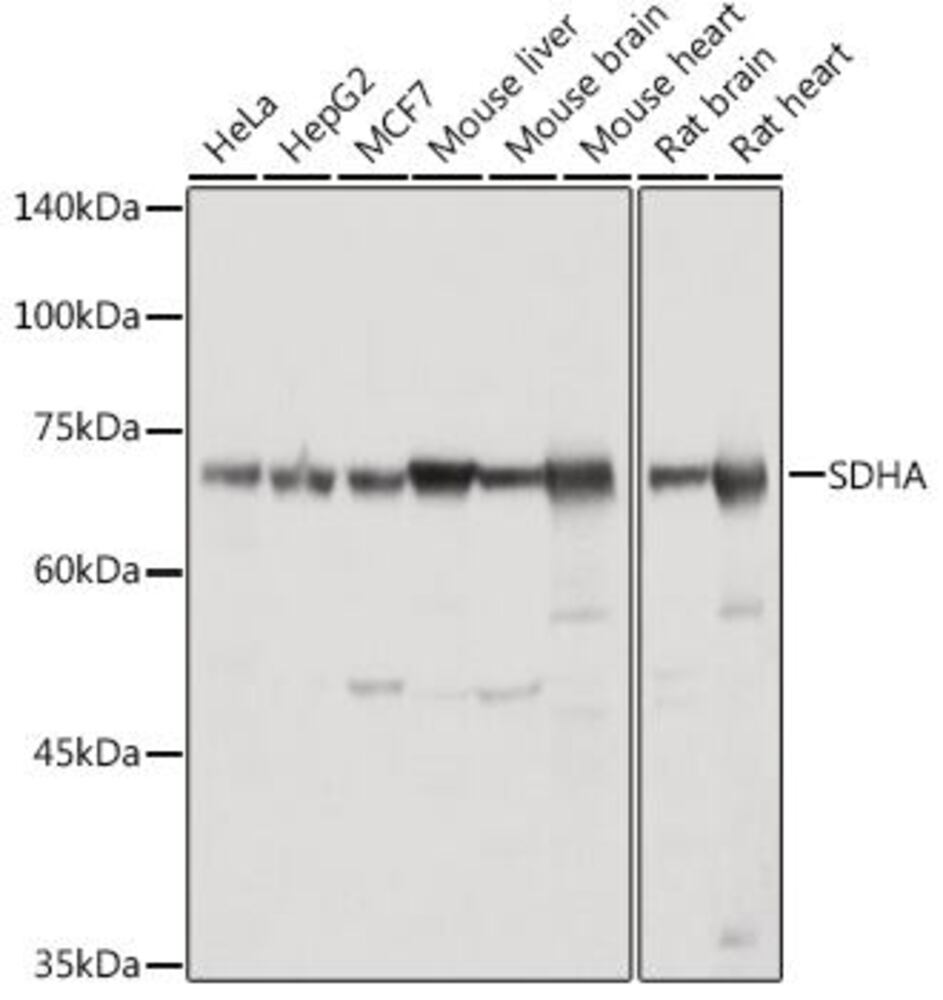 3CEX.1, Antibodies.Com