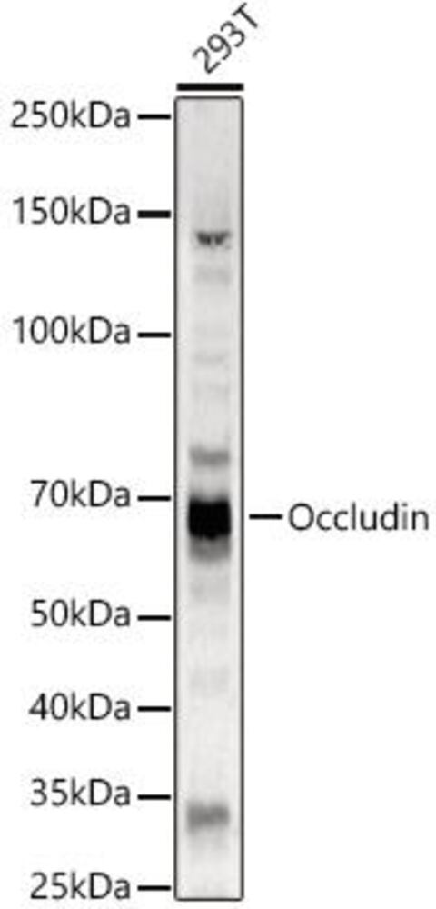 3CEY.1, Antibodies.Com