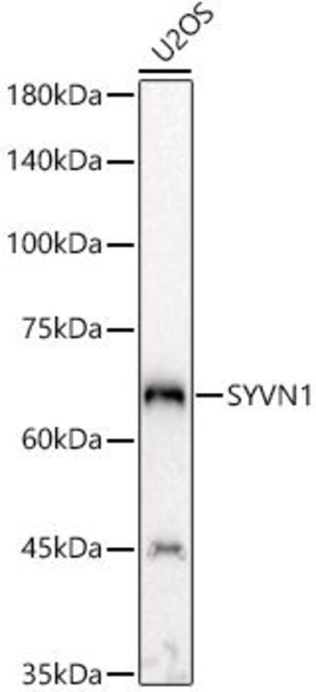 3CH0.1, Antibodies.Com