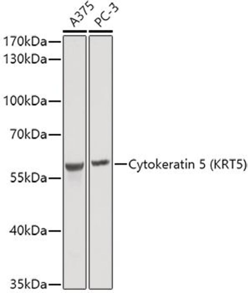 3CH1.1, Antibodies.Com