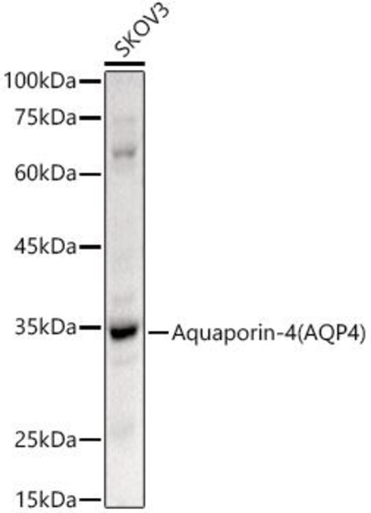 3CH4.1, Antibodies.Com