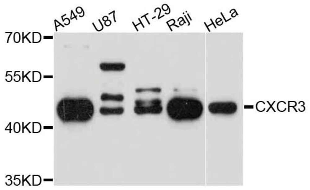 3CH5.1, Antibodies.Com