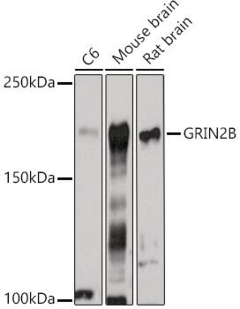 3CH6.1, Antibodies.Com