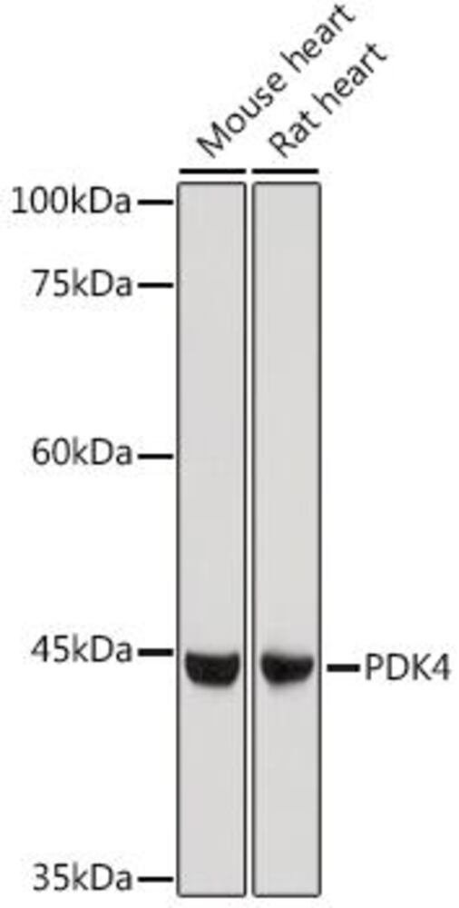 3CH7.1, Antibodies.Com
