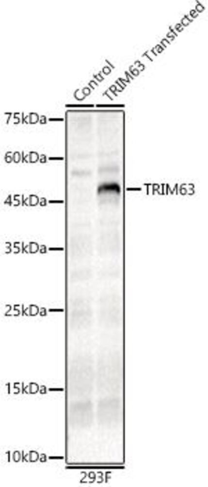 3CH8.1, Antibodies.Com