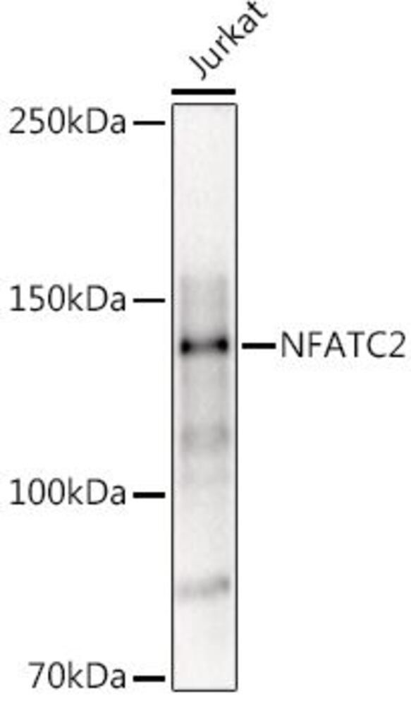 3CH9.1, Antibodies.Com