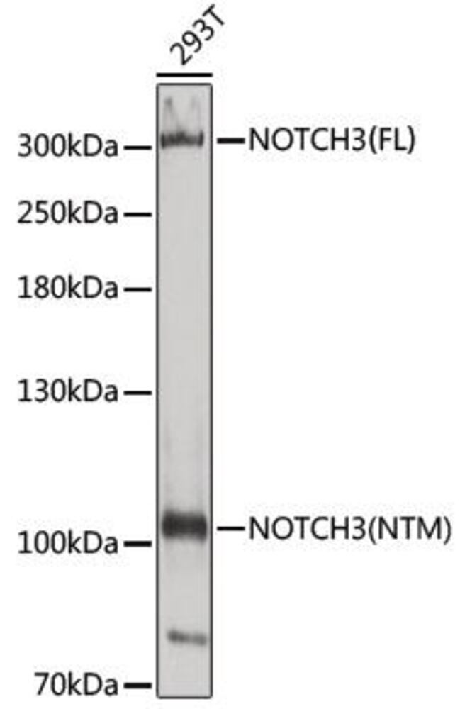 3CHA.1, Antibodies.Com