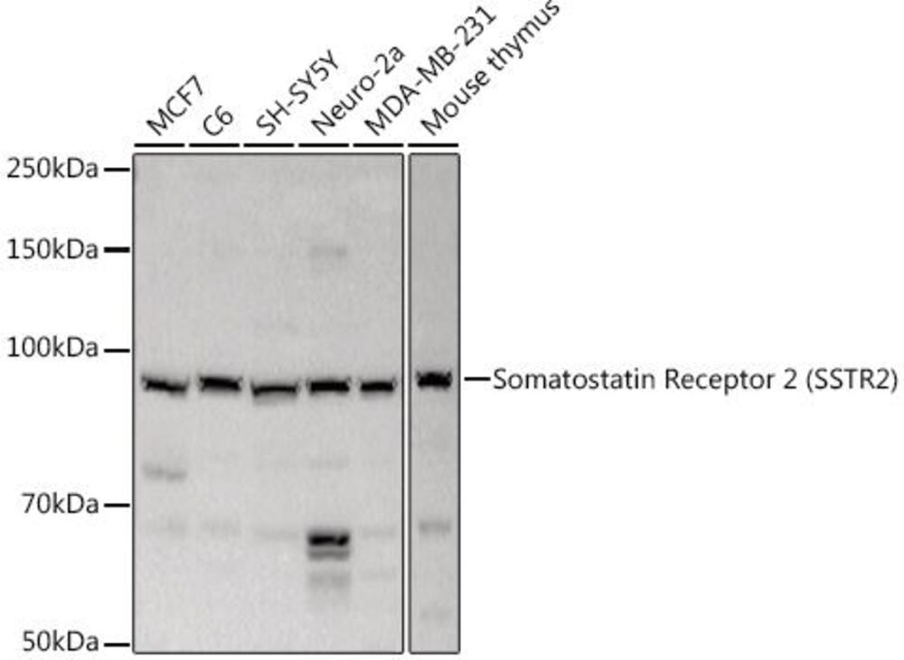 3CHC.1, Antibodies.Com
