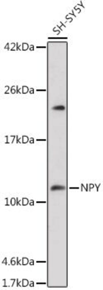 3CHE.1, Antibodies.Com