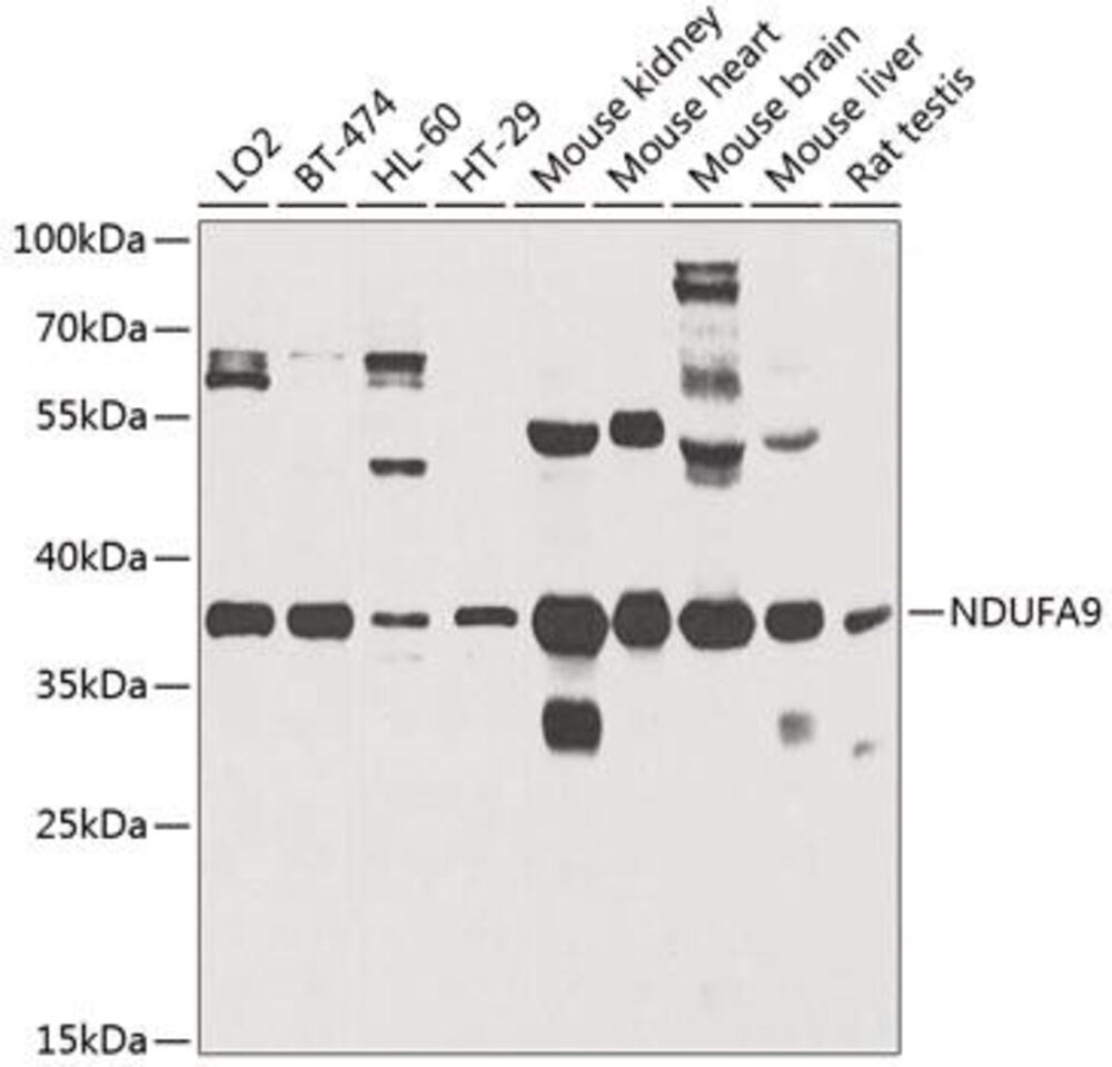 3CHK.1, Antibodies.Com