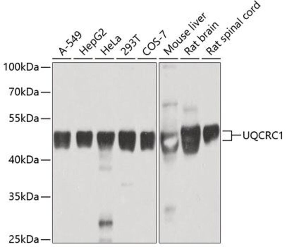 3CHL.1, Antibodies.Com