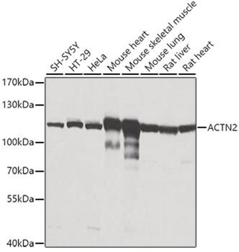 3CHN.1, Antibodies.Com
