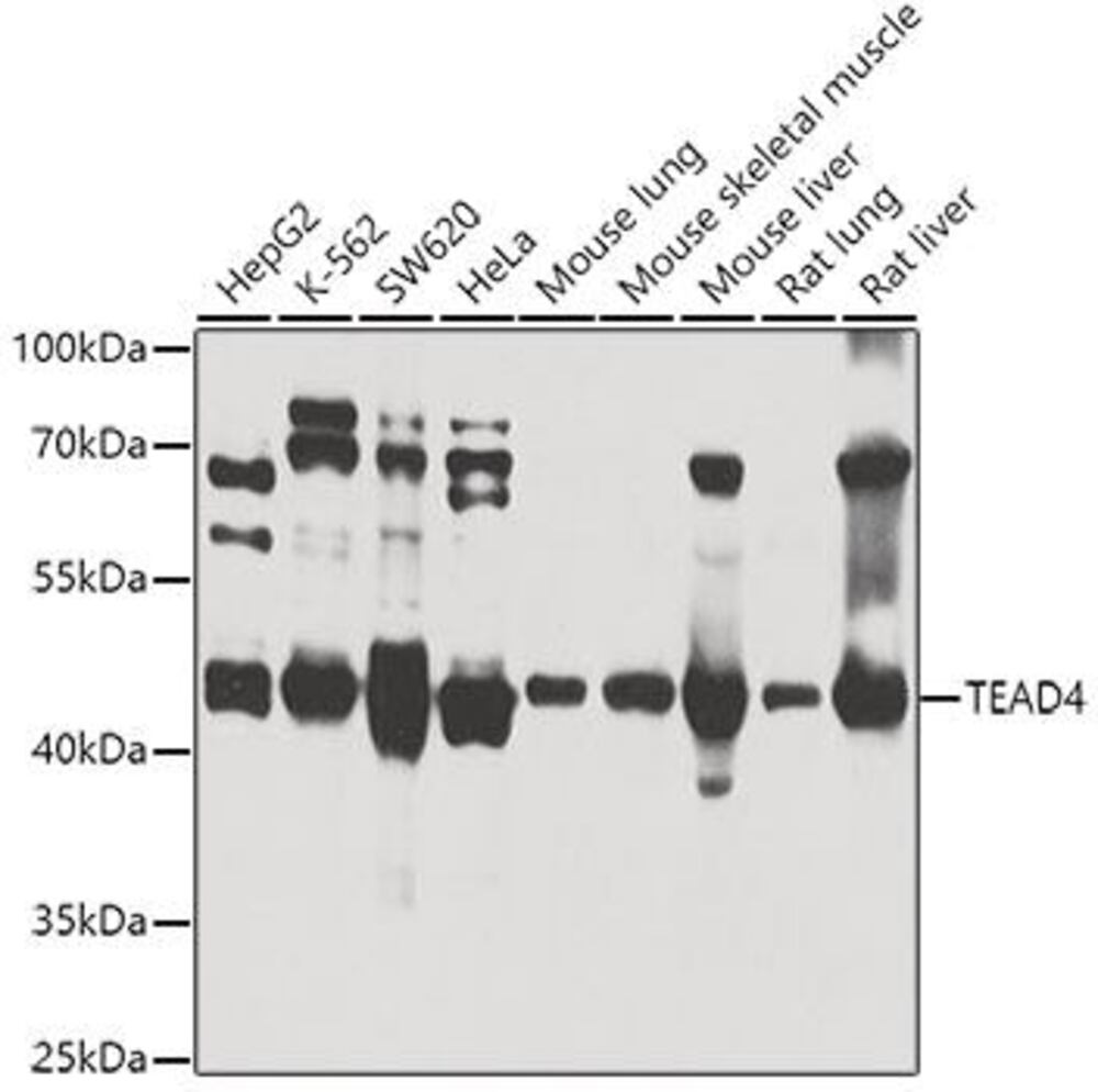 3CHT.1, Antibodies.Com