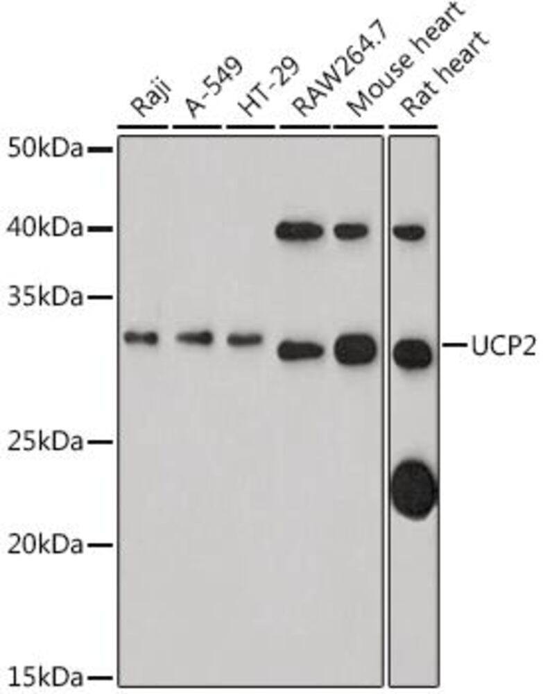 3CHX.1, Antibodies.Com