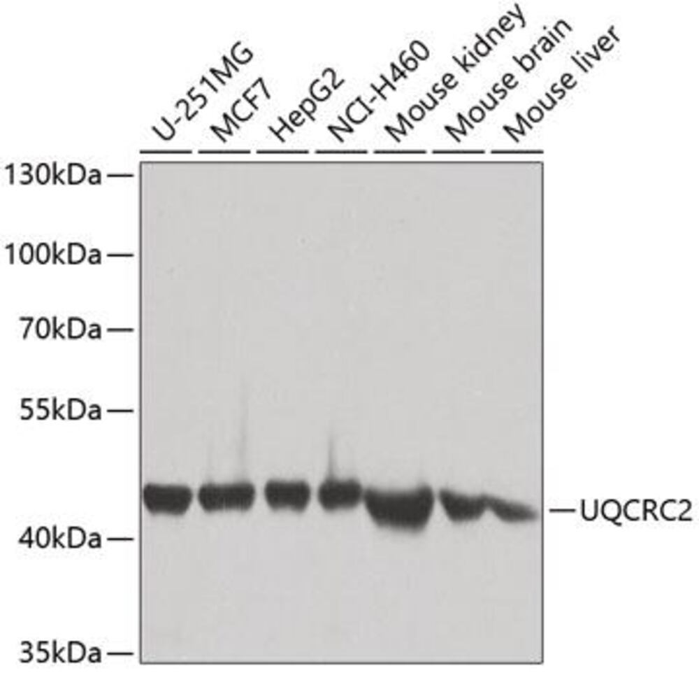 3CHY.1, Antibodies.Com
