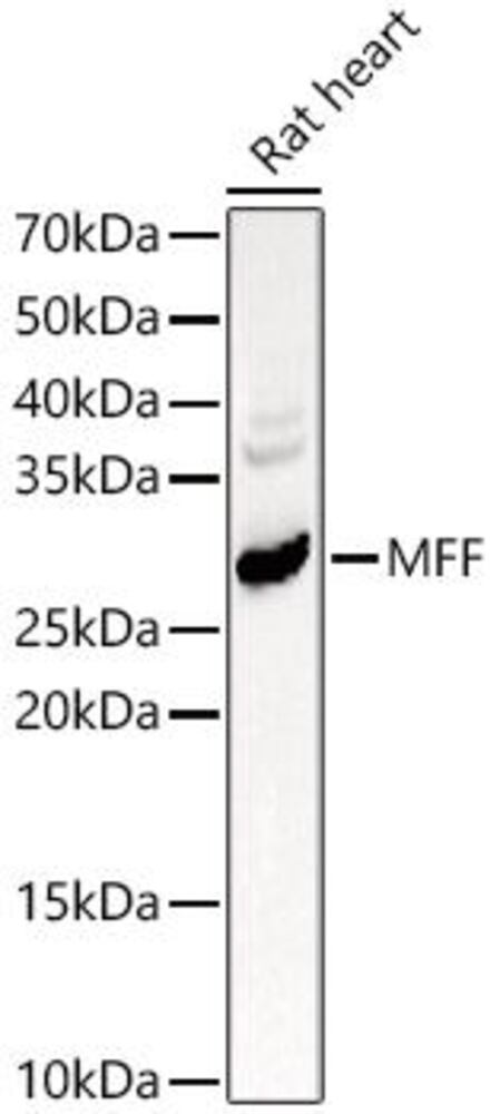 3CK0.1, Antibodies.Com