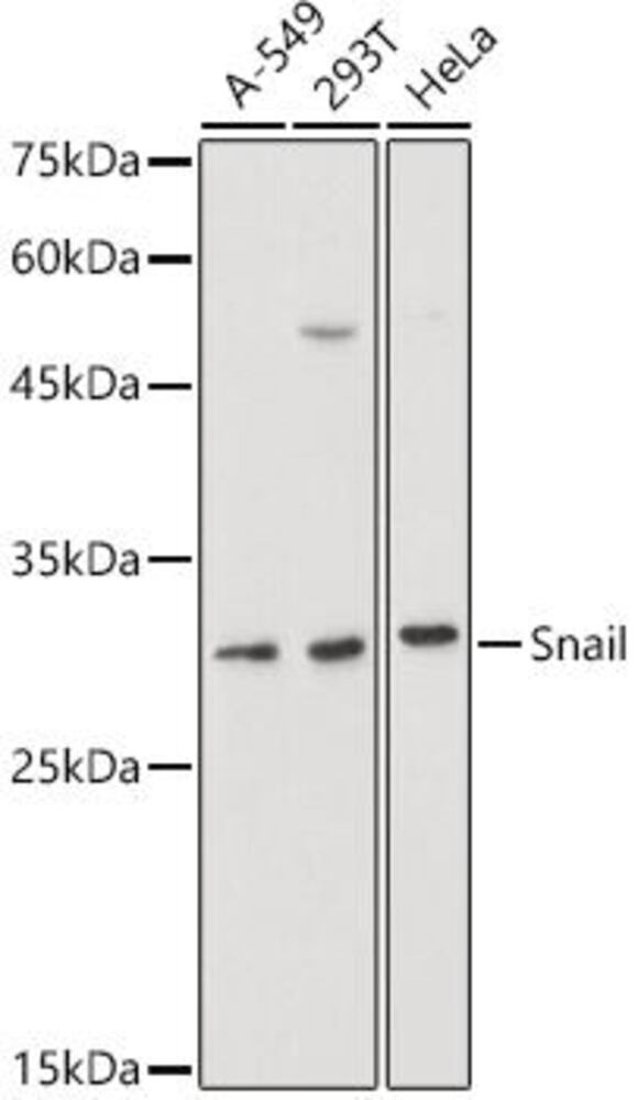 3CK1.1, Antibodies.Com