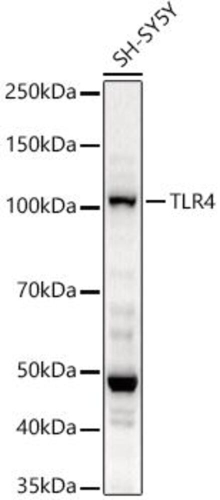 3CK2.1, Antibodies.Com