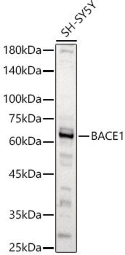 3CK3.1, Antibodies.Com