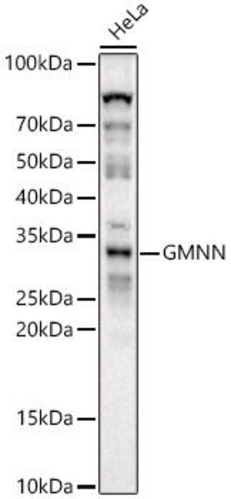 3CK5.1, Antibodies.Com