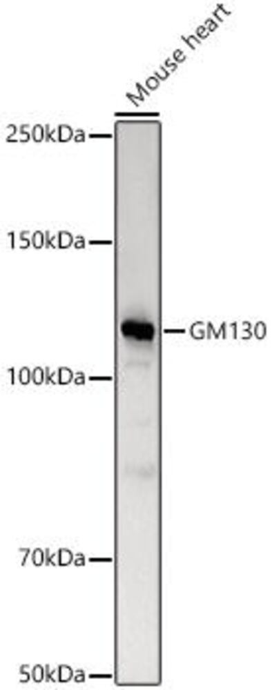 3CK6.1, Antibodies.Com