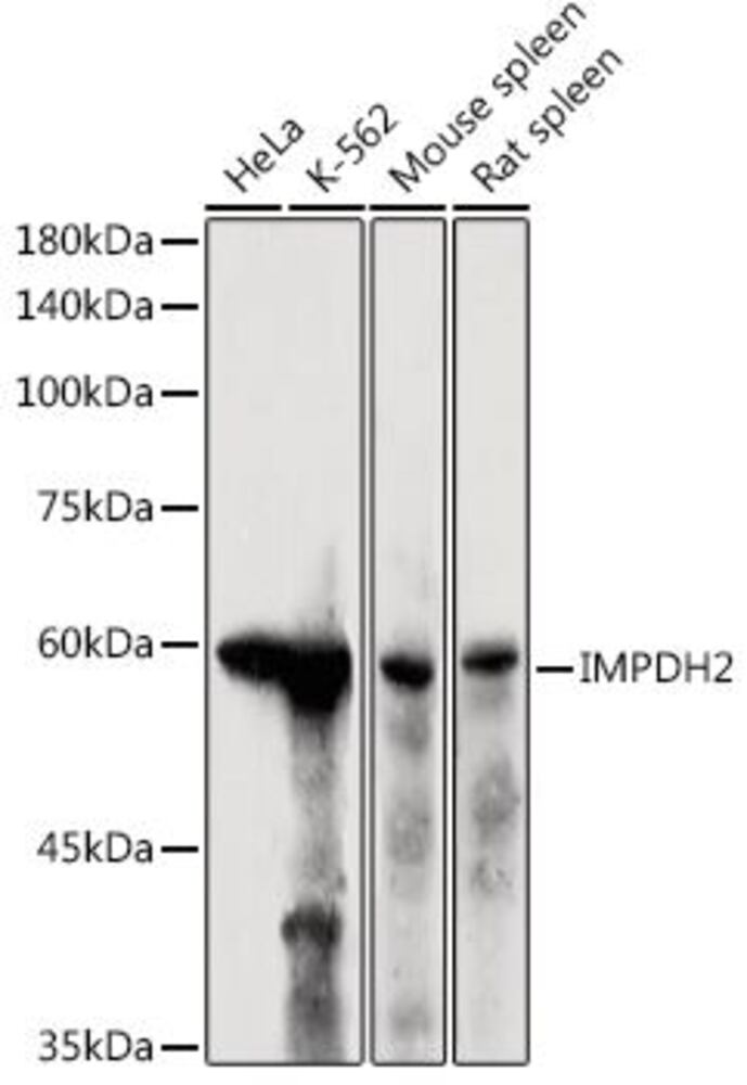 3CK7.1, Antibodies.Com