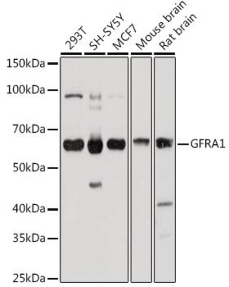 3CK8.1, Antibodies.Com