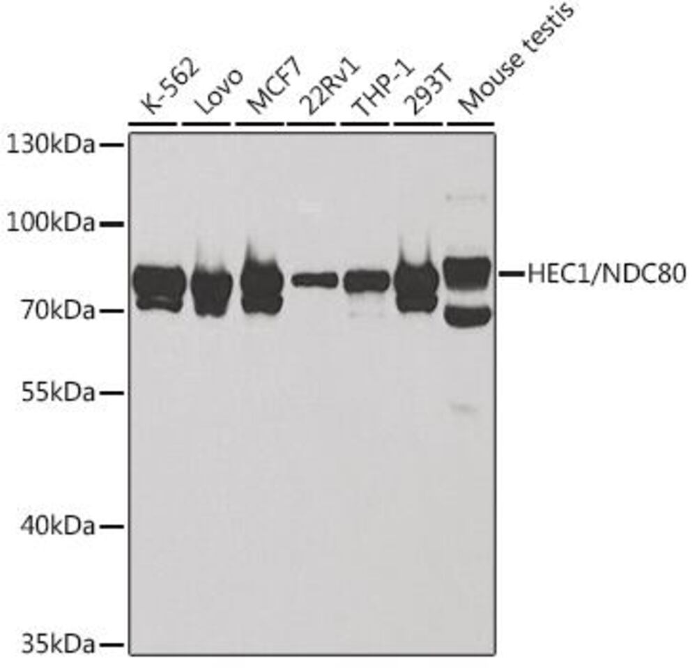 3CK9.1, Antibodies.Com