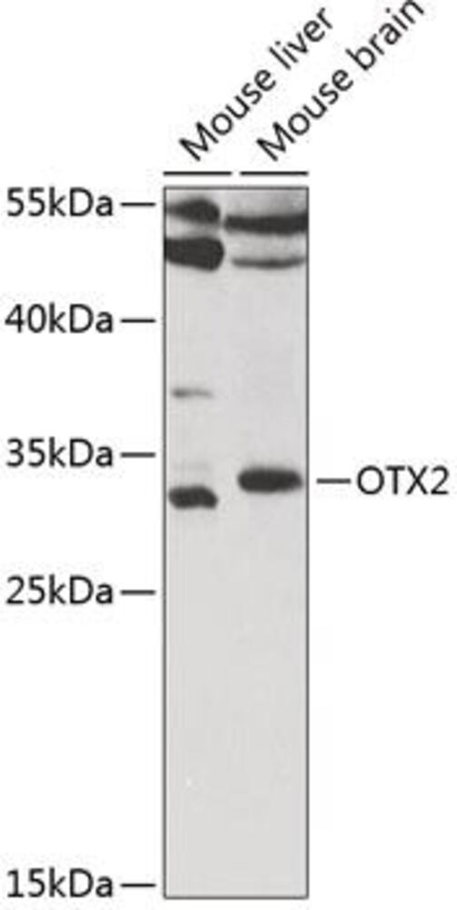 3CKC.1, Antibodies.Com