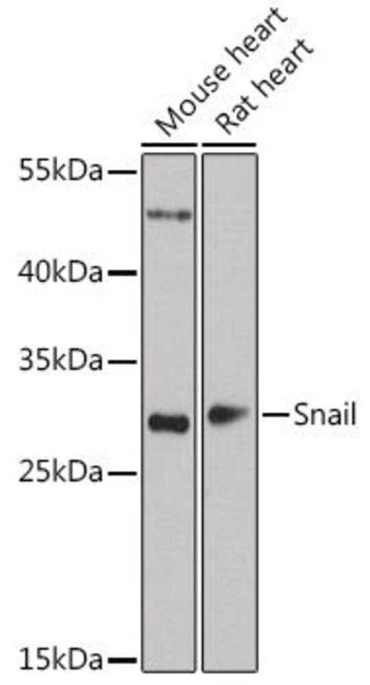 3CKH.1, Antibodies.Com