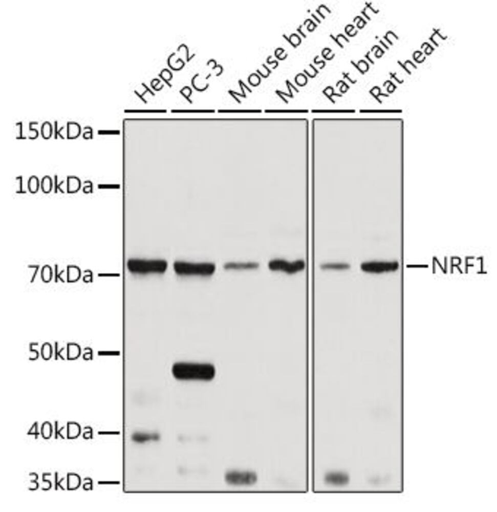 3CKK.1, Antibodies.Com