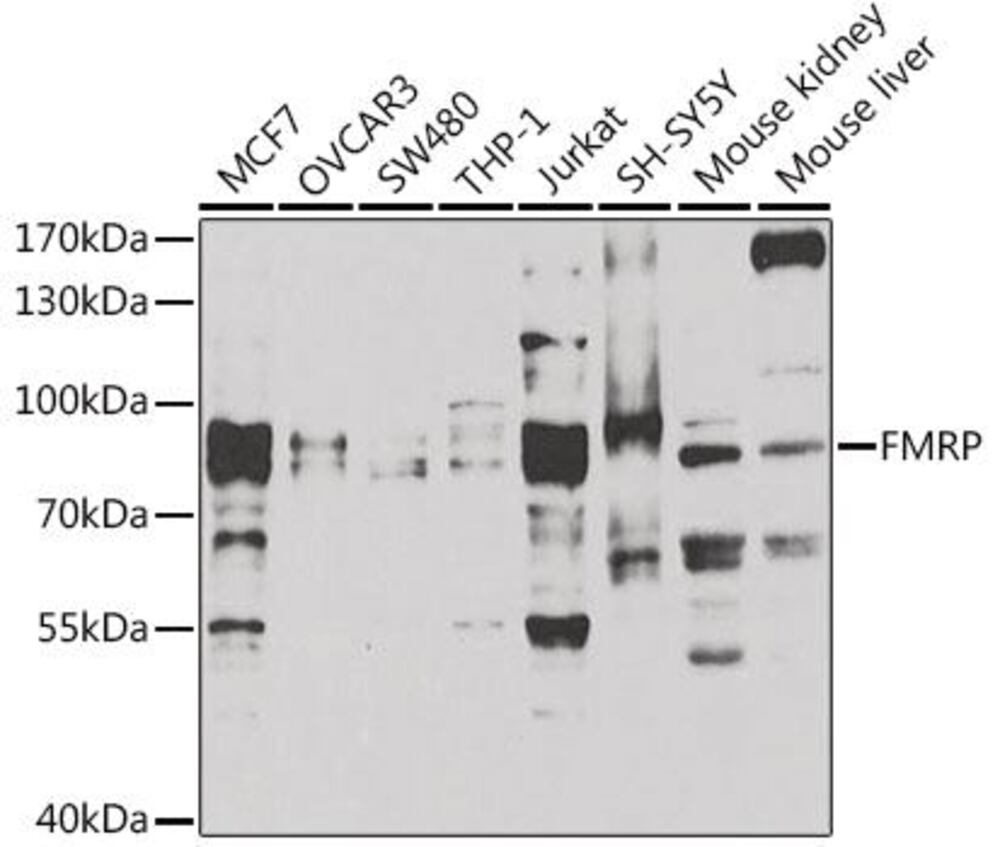 3CKL.1, Antibodies.Com