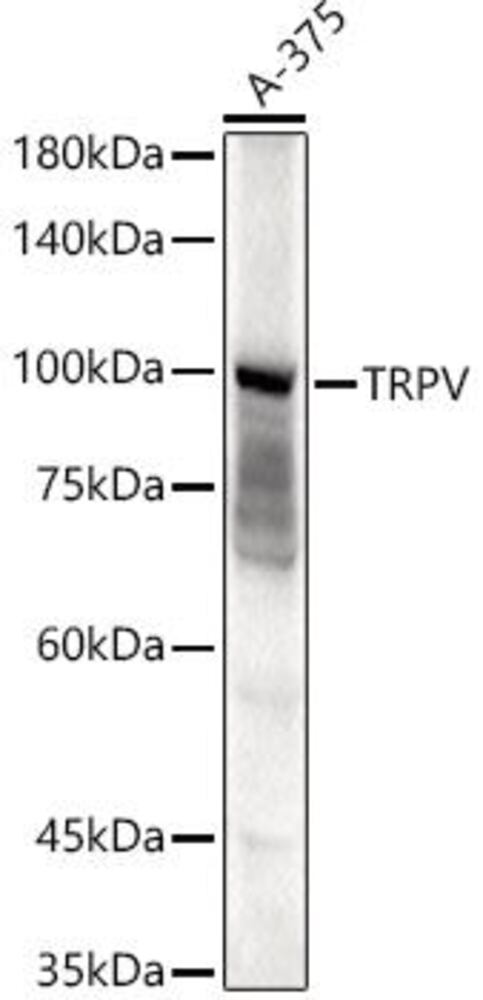 3CKP.1, Antibodies.Com
