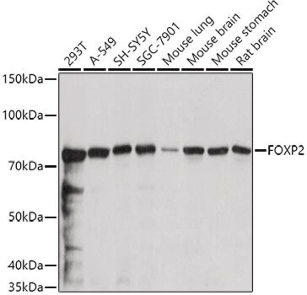 3CKX.1, Antibodies.Com
