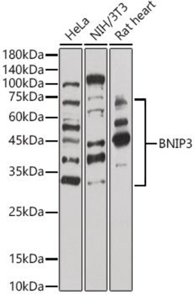 3CKY.1, Antibodies.Com