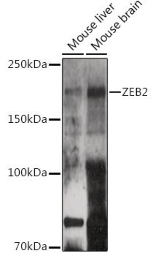 3CL0.1, Antibodies.Com