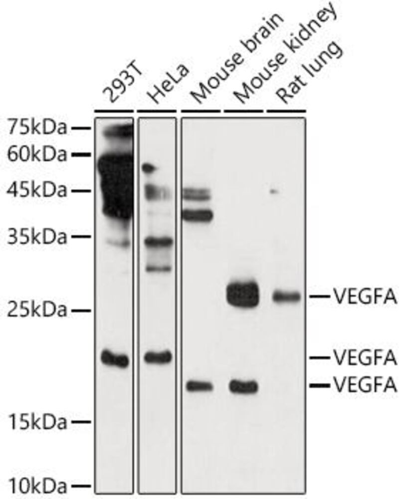 3CL1.1, Antibodies.Com